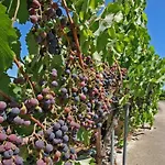 度假居 Ferienvilla Rafalet By Interhome *